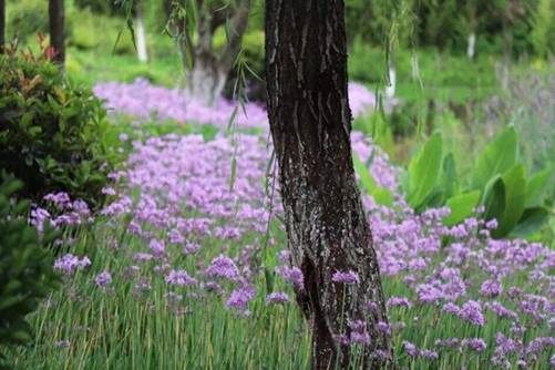 紫娇花有毒吗？紫娇花非但无毒还极具价值