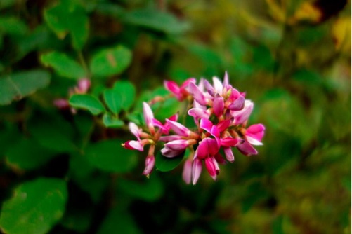 香花崖豆藤属于什么科植物?香花崖豆藤的栽培方法介绍