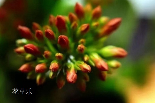 伽蓝菜的花语是什么？ 大吉大利福寿吉庆