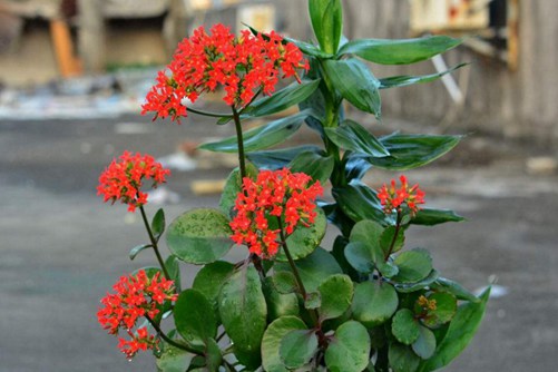 长寿花有毒吗（没有），长寿花图片欣赏