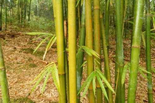 竹子的寓意，竹报平安节节高