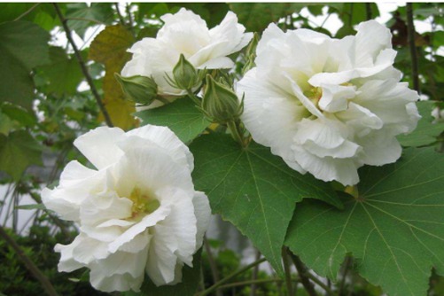 木芙蓉的养殖方法，“善变女神”木芙蓉成长记