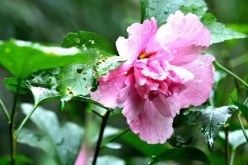 木芙蓉花的繁殖方法，千林扫作一番黄，只有芙蓉独自芳