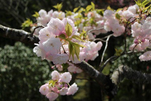 垂丝海棠和日本樱花的区别