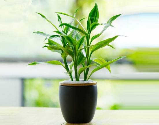11种常见室内观叶植物 病虫害防治与管理