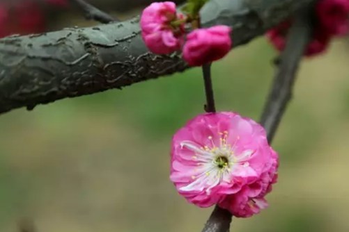 榆叶梅春天怎么养？把握以下要点，花期长且花朵艳丽