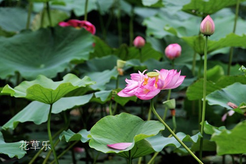 荷花什么时候开花，夏季家庭如何栽植荷花