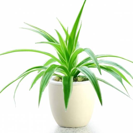 11种常见室内观叶植物 病虫害防治与管理