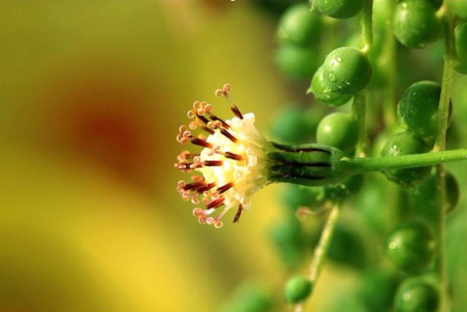 多肉珍珠吊兰什么时候开花,怎样养?