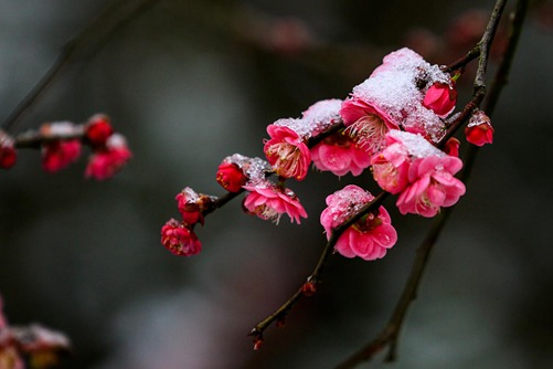 梅花图片 梅花芬芳傲寒冬，星光璀璨迎新年