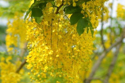 “好男人花“是什么花（ 黄蝉花），黄蝉花简介