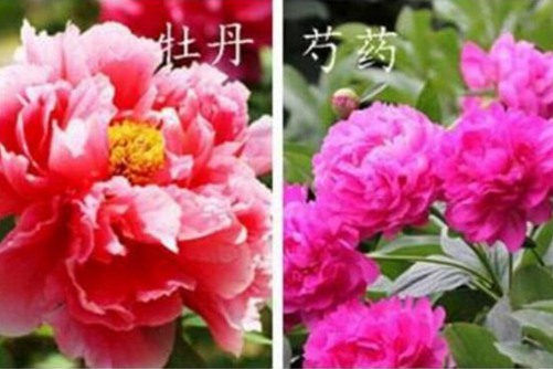 芍药与牡丹的区别  解密“花王”与“花相”