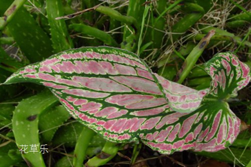 当绿植养护老司机遇上花叶芋，花叶芋秋后养护方法介绍