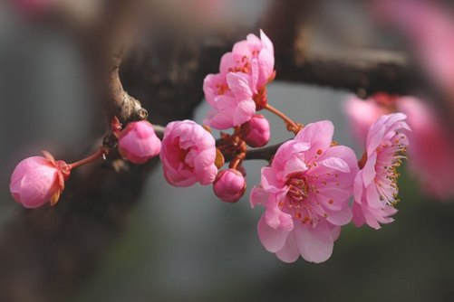 梅花的寓意，宝剑锋从磨砺出 梅花香自苦寒来