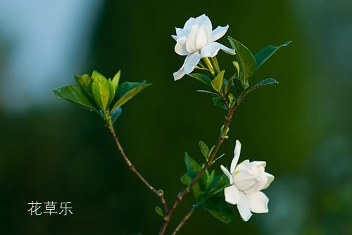 栀子花怎么养？栀子花叶片变黄处理方法