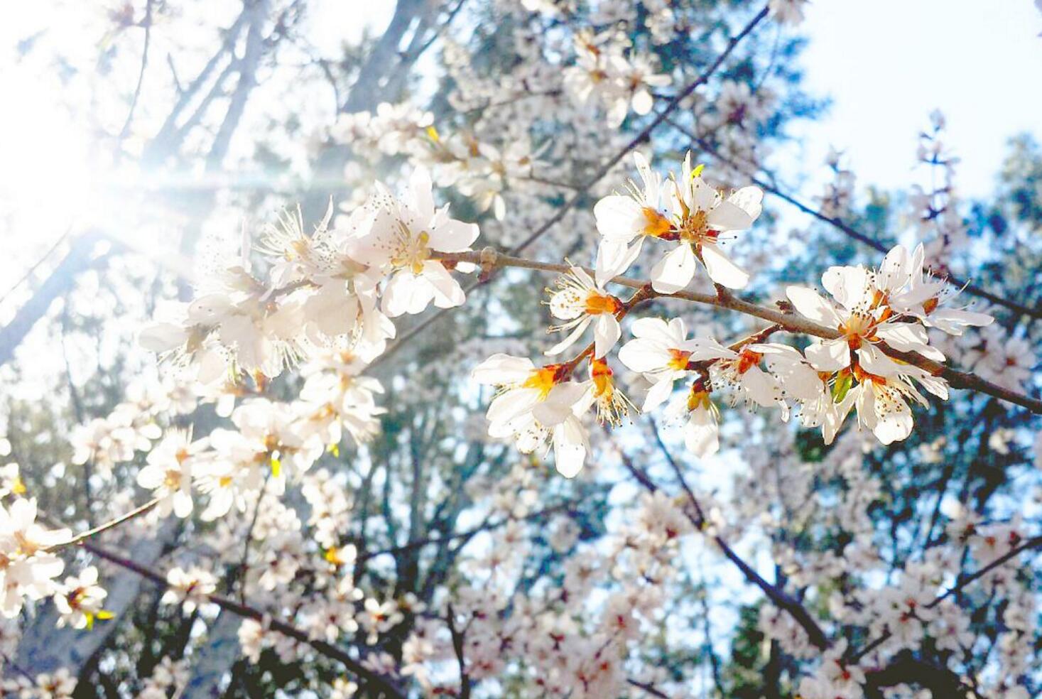 武汉樱花今年将在3月中旬开放