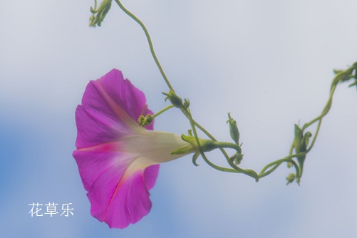 牵牛花有毒吗？牵牛花可以吃吗？