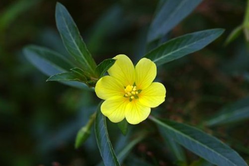 被子植物是什么？八一八你所不知道的被子植物