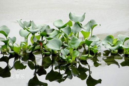 水葫芦不是你想的那样一无是处，它可以家养哦！水葫芦怎么在家里养？