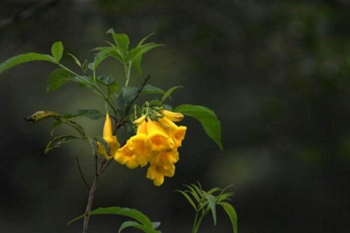 黄蝉花为什么叫“好男人花” 黄蝉花的药用价值介绍