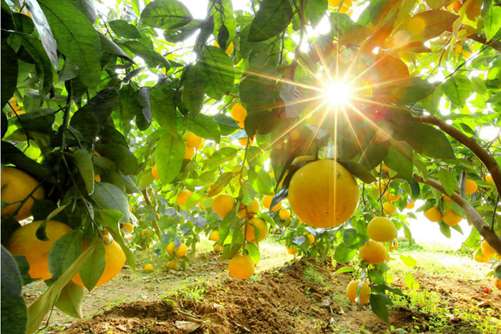 葡萄柚的种植方法，这样养殖出来的葡萄柚才好吃