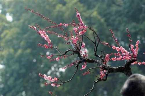 梅花图片 梅花芬芳傲寒冬，星光璀璨迎新年