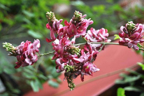 香花崖豆藤属于什么科植物?香花崖豆藤的栽培方法介绍