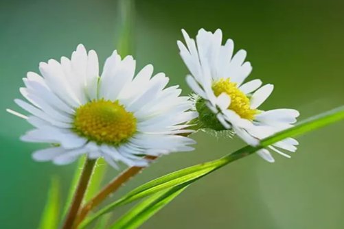 雏菊冬天怎么养？冬天养一株雏菊，遇见活色生香的冬天！