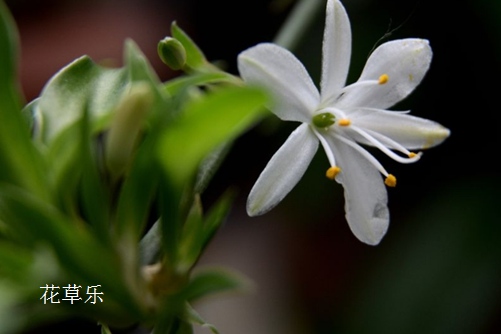 水培吊兰比土培吊兰长得还好，新手赶紧看过来