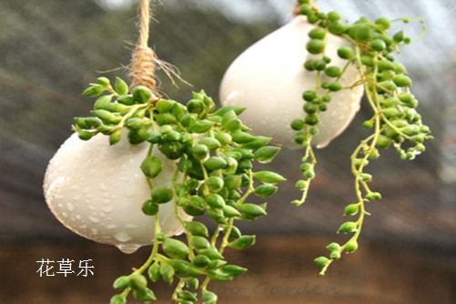 珍珠吊兰盆栽养成记：这样做让珍珠吊兰绿绿胖胖的