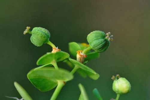 乳浆大戟图片，汞富集植物乳浆大戟图片