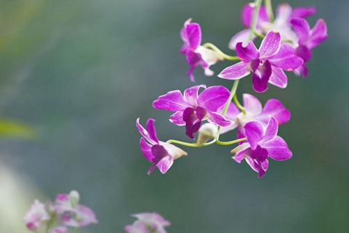 最名贵的10种兰花图片 兰生幽谷,不以无人而不芳