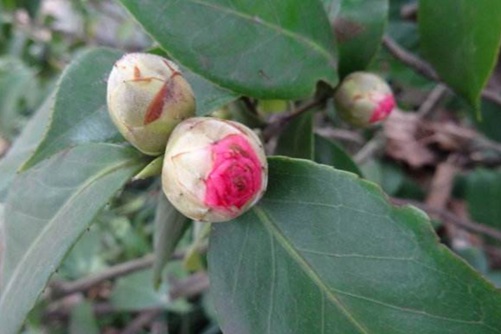 茶花十八学士养护, 十八学士这样养才会花茂色艳