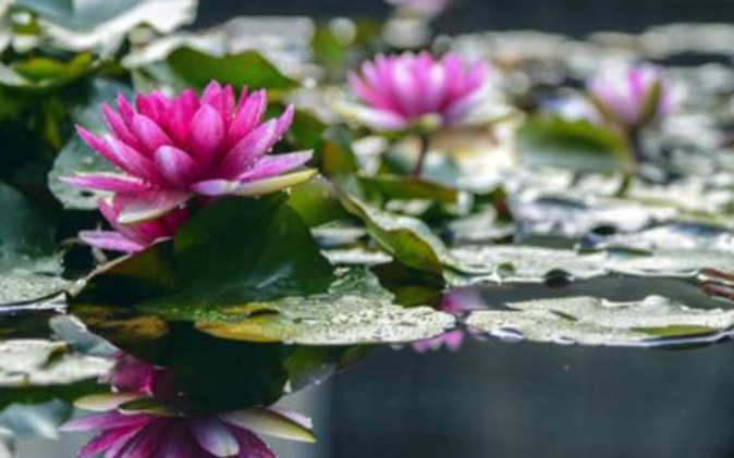 水生植物简介，水生植物有哪些您知道吗