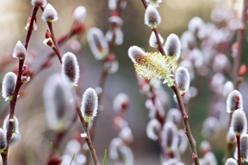 2019年春节家里养什么花好 这13种花好养又喜庆