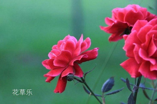 月季怎么养才能成为“花中皇后”，月季花的养殖方法介绍