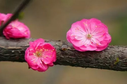 榆叶梅春天怎么养？把握以下要点，花期长且花朵艳丽