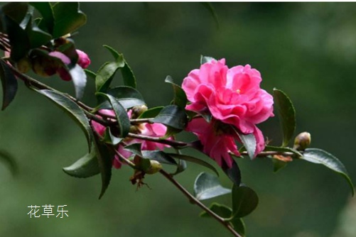 茶梅叶子掉落怎么办？叶似茶，花如梅，料峭冬寒迎雪绽