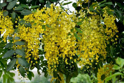 黄蝉花为什么叫“好男人花” 黄蝉花的药用价值介绍