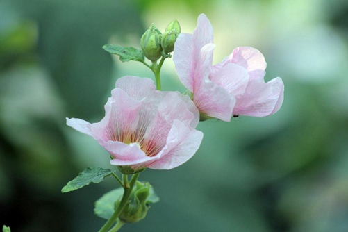 芙蓉花怎么养,芙蓉花这样养才会一日三变美艳无比