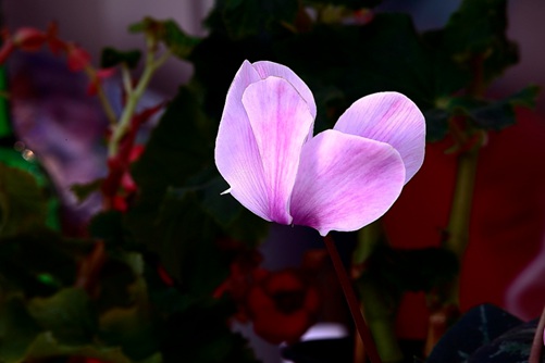 仙客来图片 仙客来好看又吉祥，春节花卉必选