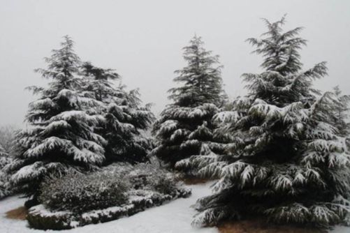 塔松的养殖方法，其实我的名字还叫雪松