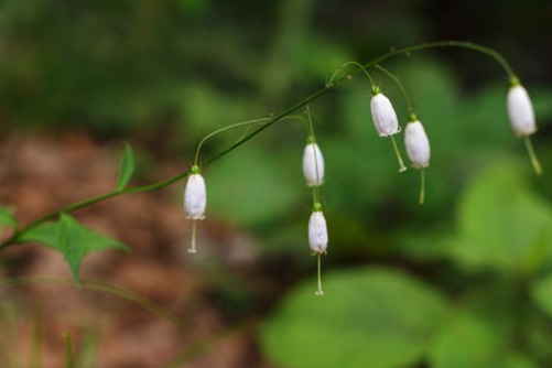 被子植物是什么？八一八你所不知道的被子植物