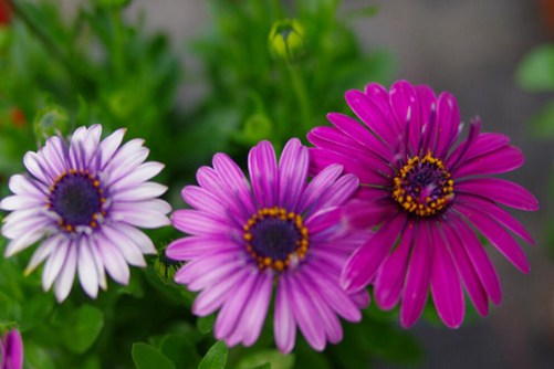 玛格丽特花什么时候开花？少女花玛格丽特图片欣赏