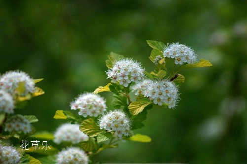 石楠花：花中“污妖王”，石楠花的委屈谁懂？