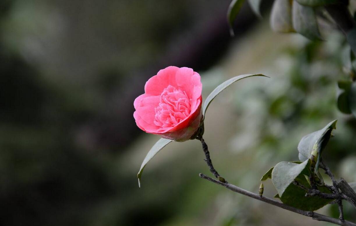 想让山茶花花姿丰盈吗，请看山茶花的养殖方法全介绍