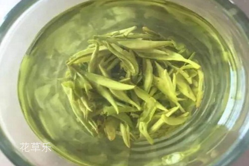 仙人掌茶是仙人掌泡的茶吗？仙人掌茶的功效与作用介绍