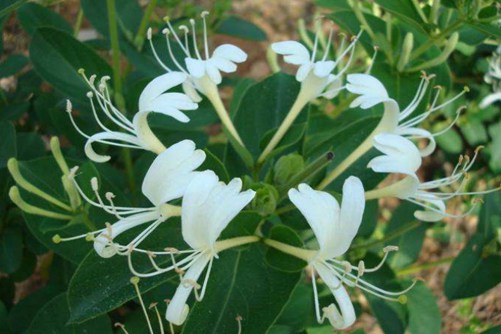 金银花盆景种植方法，金银满堂花满屋