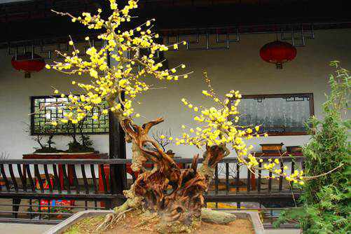 梅花图片 梅花芬芳傲寒冬，星光璀璨迎新年