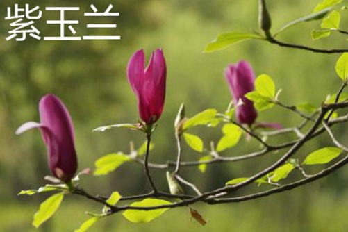 紫玉兰和广玉兰的区别 从颜色、叶片和花期三个方面辨别